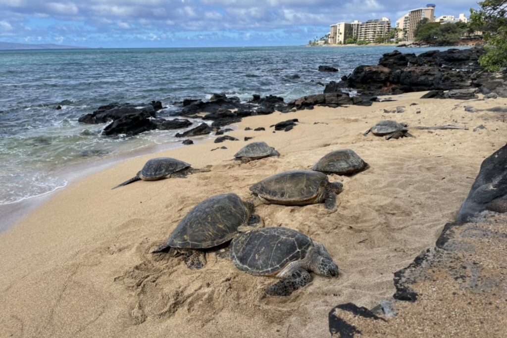 turtles in maui