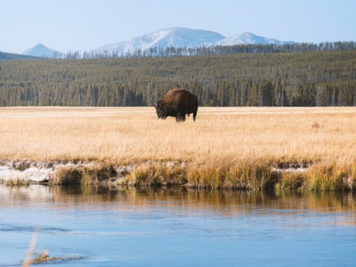 yellowstone