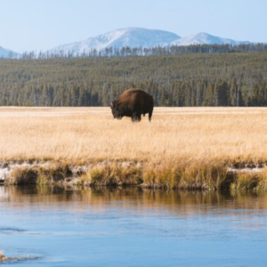 yellowstone