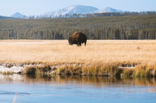 yellowstone